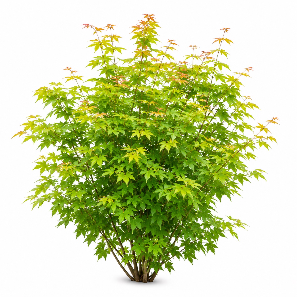 Acer - Akçağaç