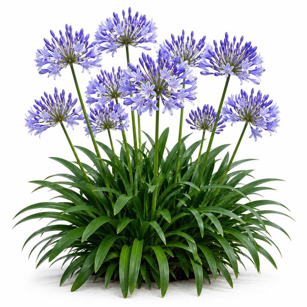 Agapanthus - Afrika Zambağı