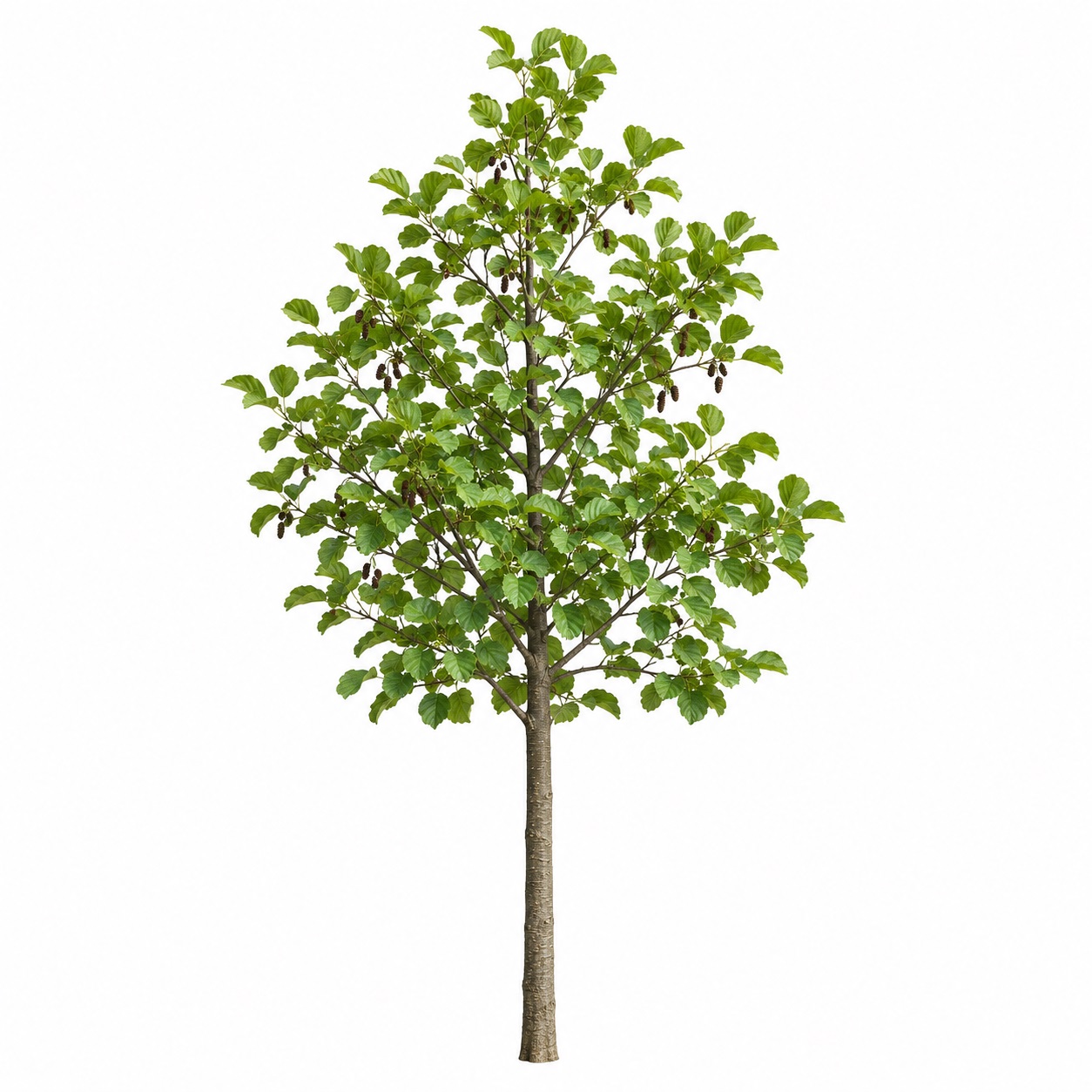 Alnus - Kızılağaç