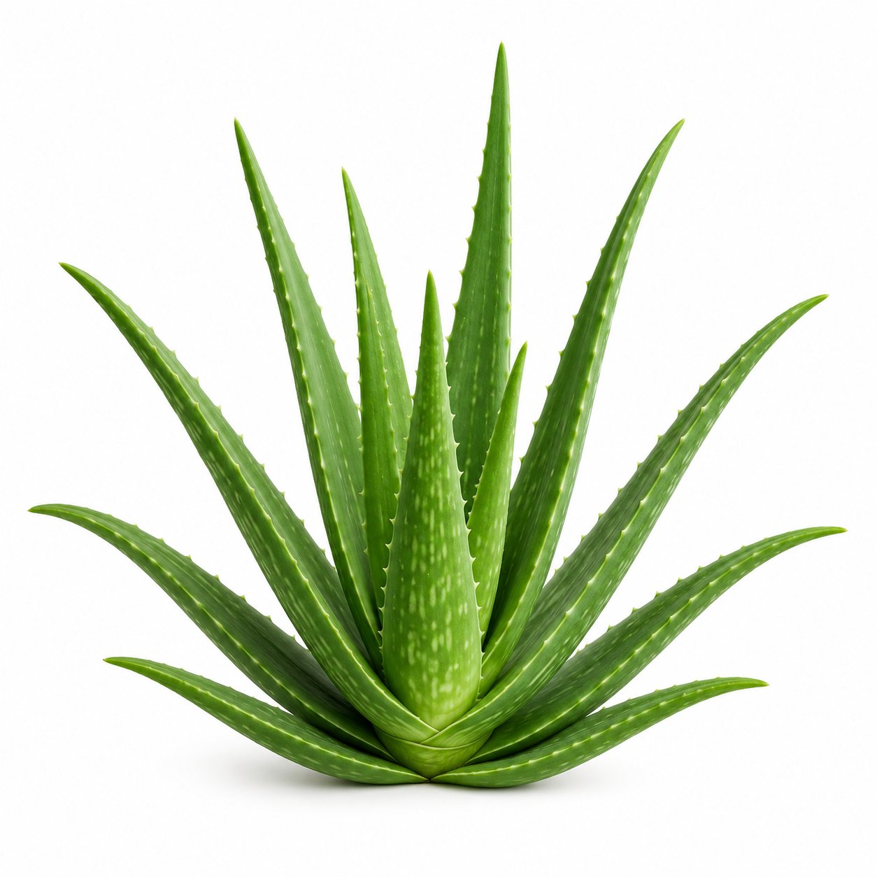 Aloe - Tıbbi Sarı Sabır