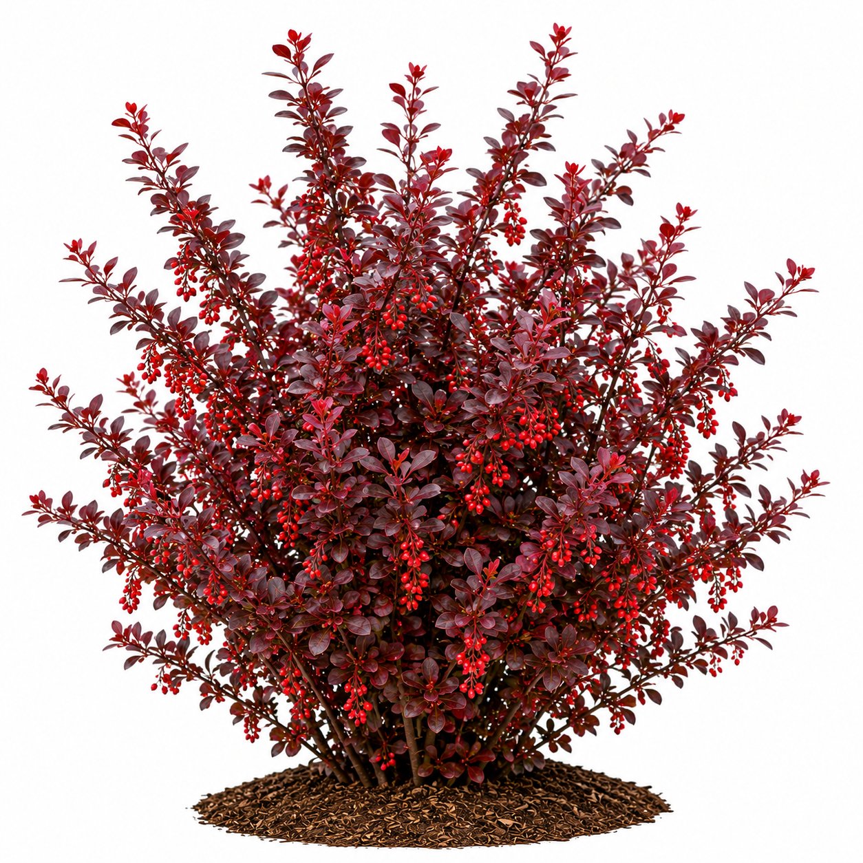 Berberis - Kadın Tuzluğu