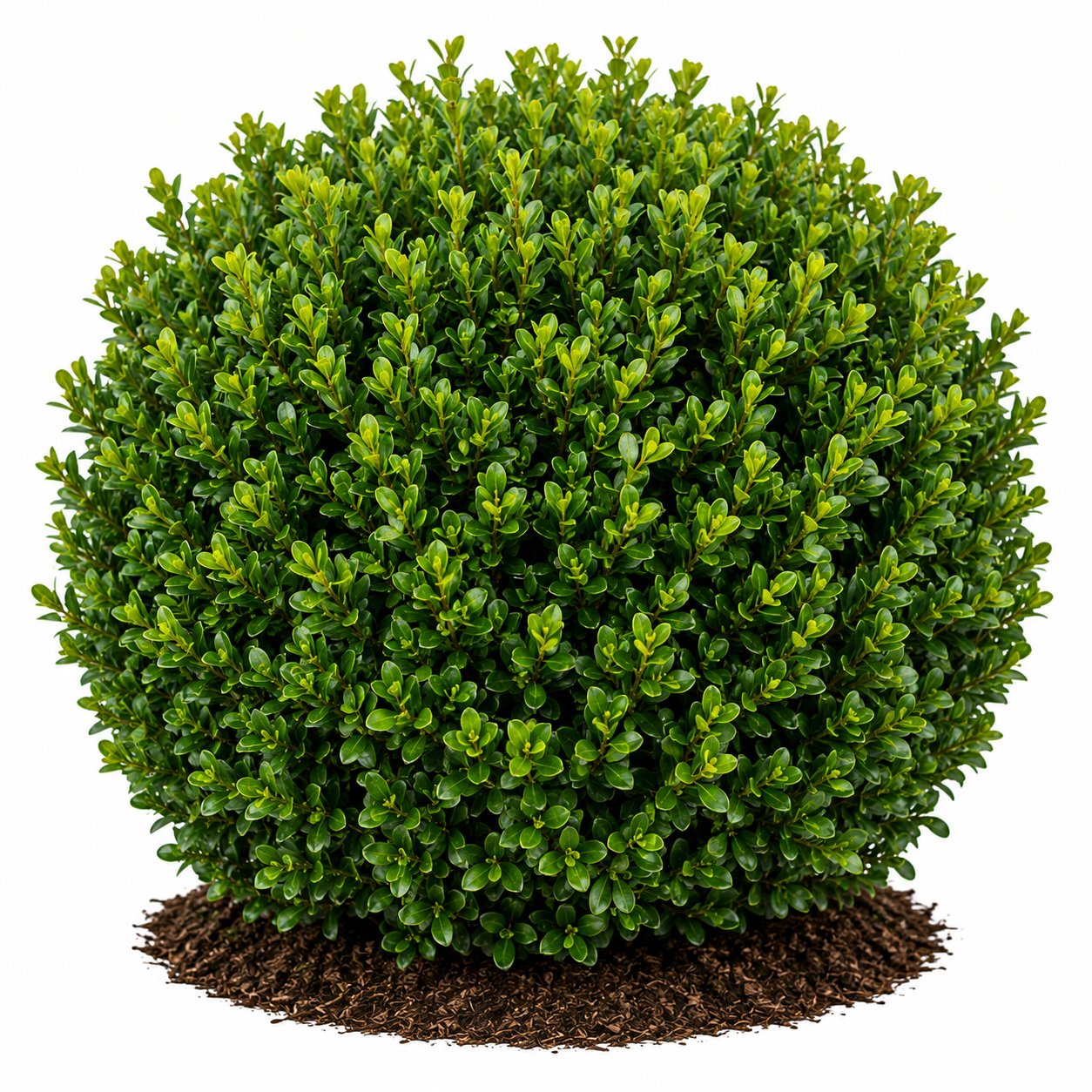 Buxus - Şimşir