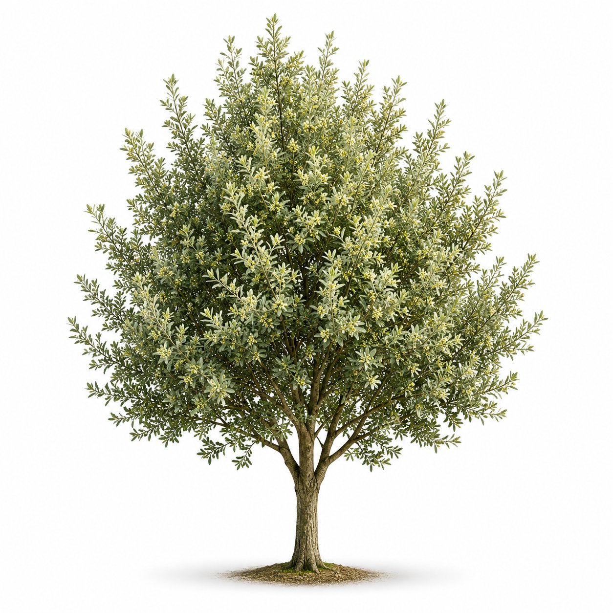 Elaeagnus - İğde