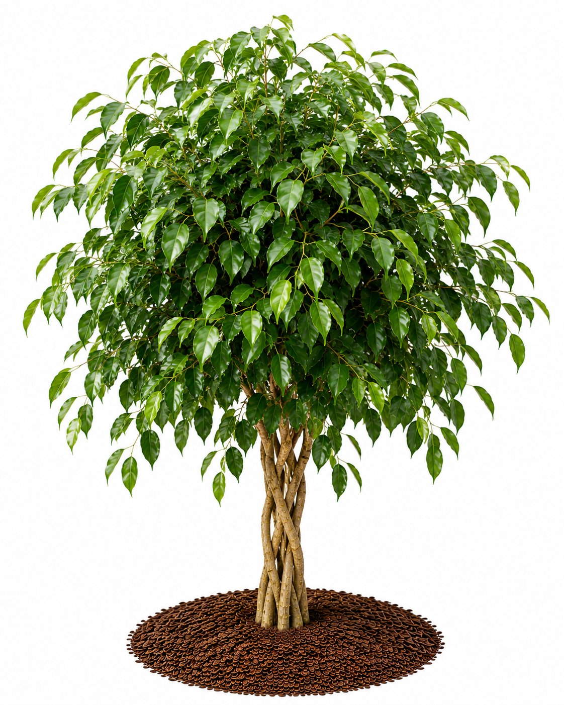 Ficus Benjamina - Benjamin