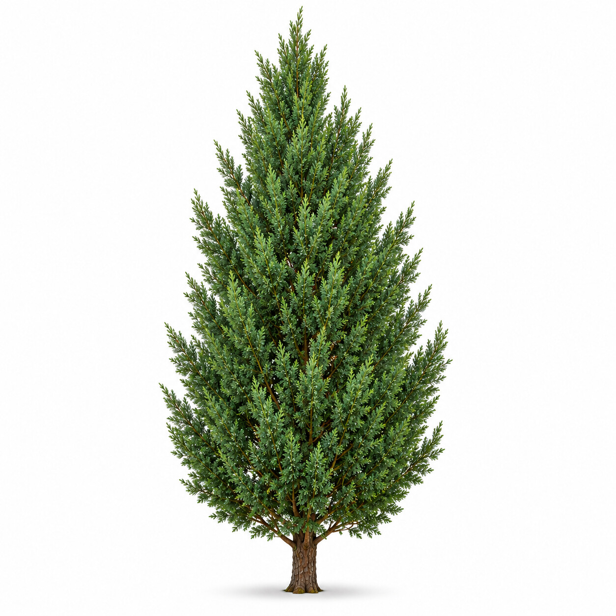 Juniperus - Ardıç