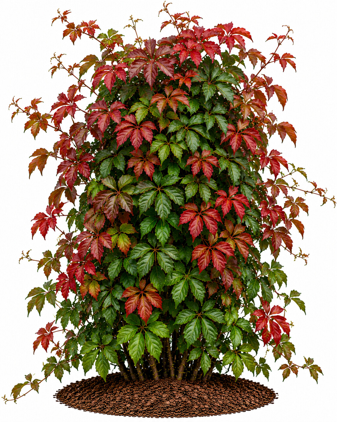 Parthenocissus - Amerikan Sarmaşığı