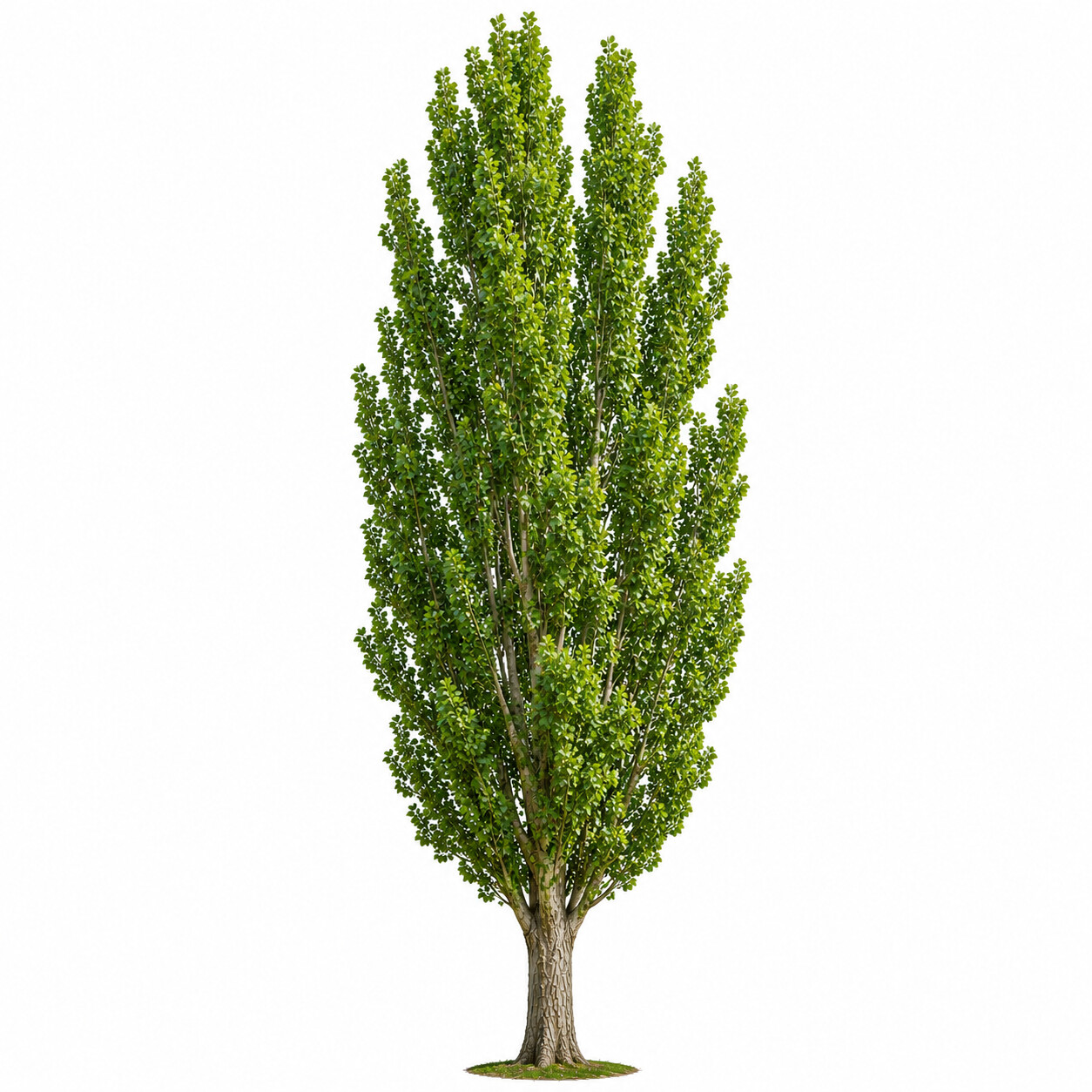 Populus - Kavak