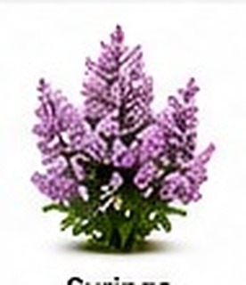 Syringa - Leylak