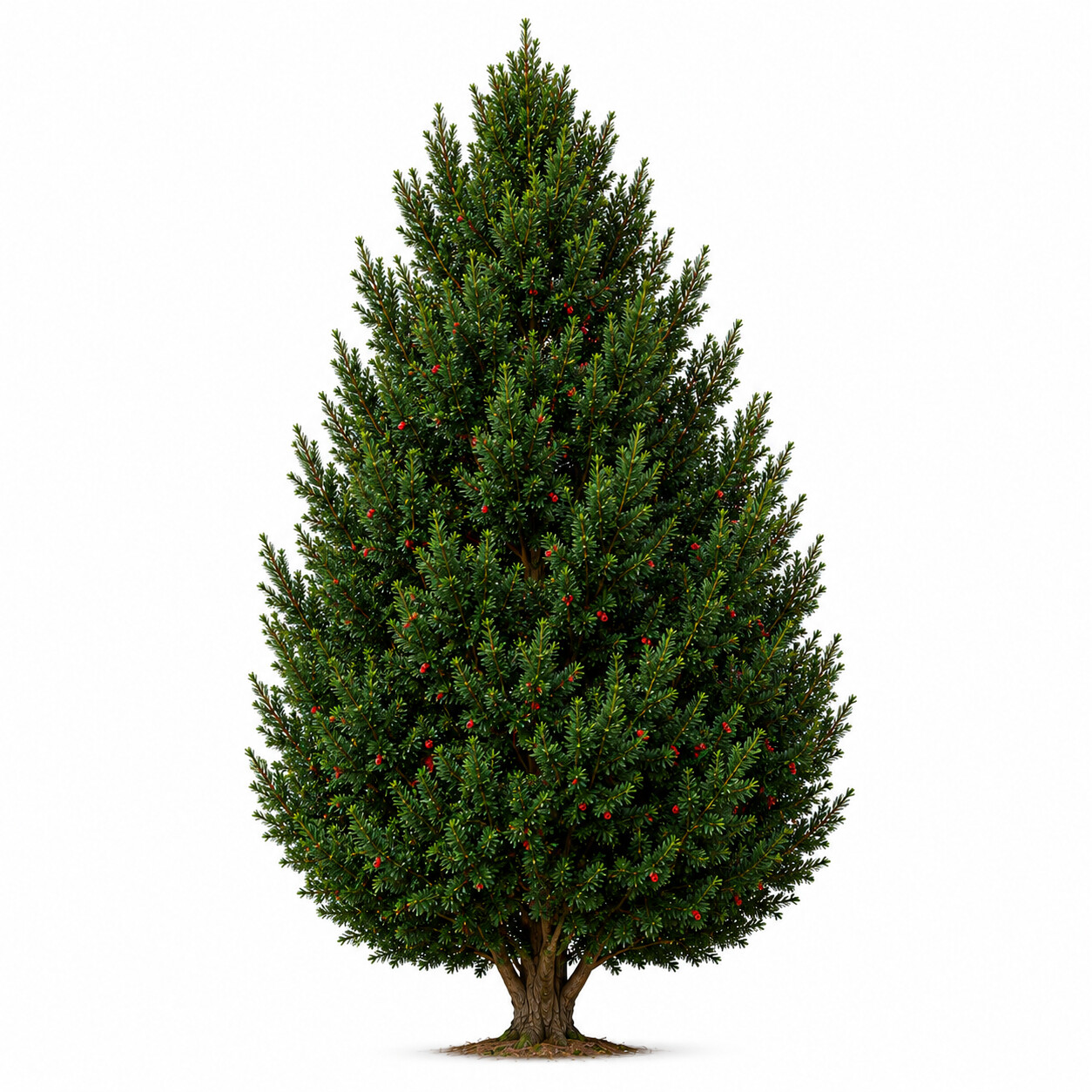 Taxus - Porsuk