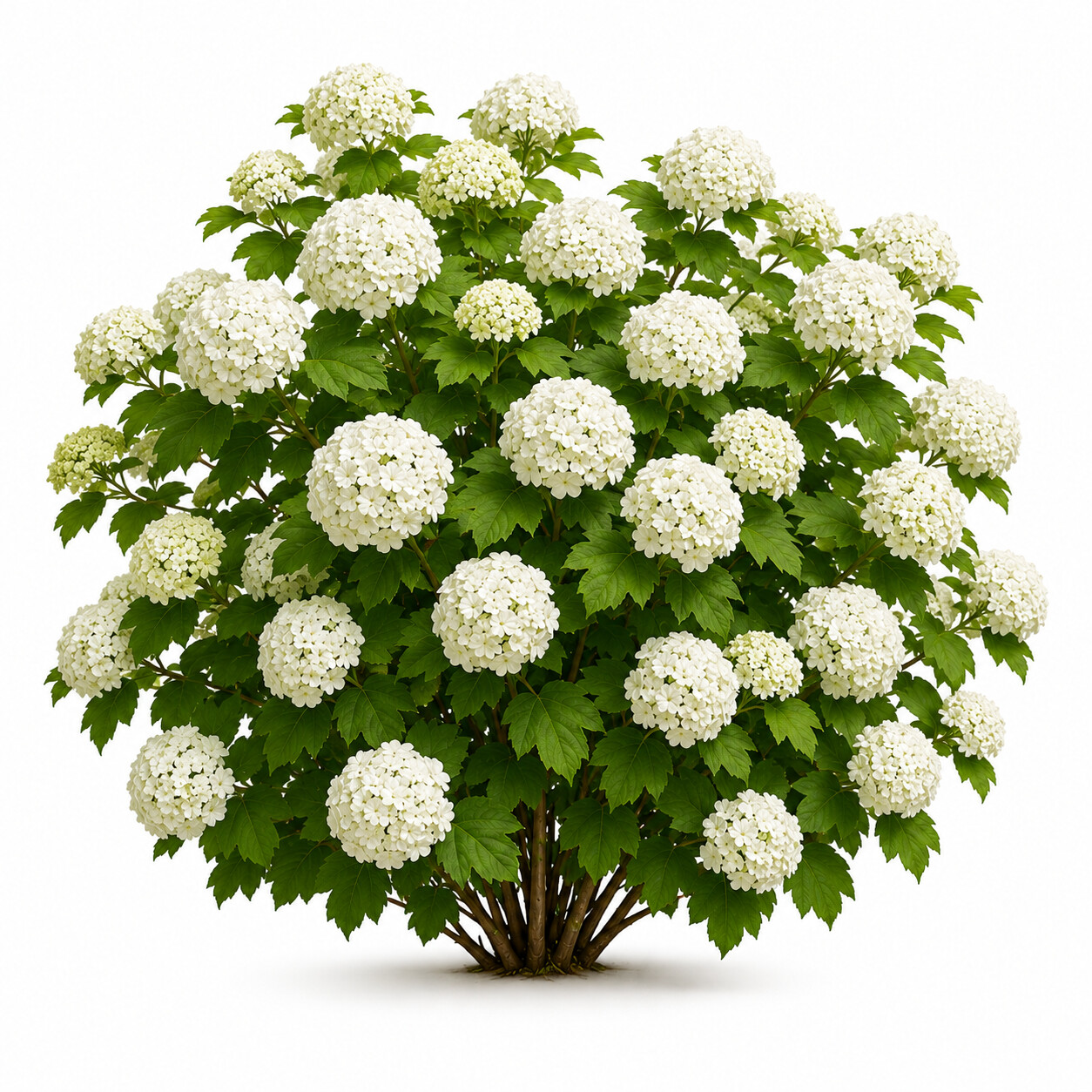 Viburnum - Kartopu