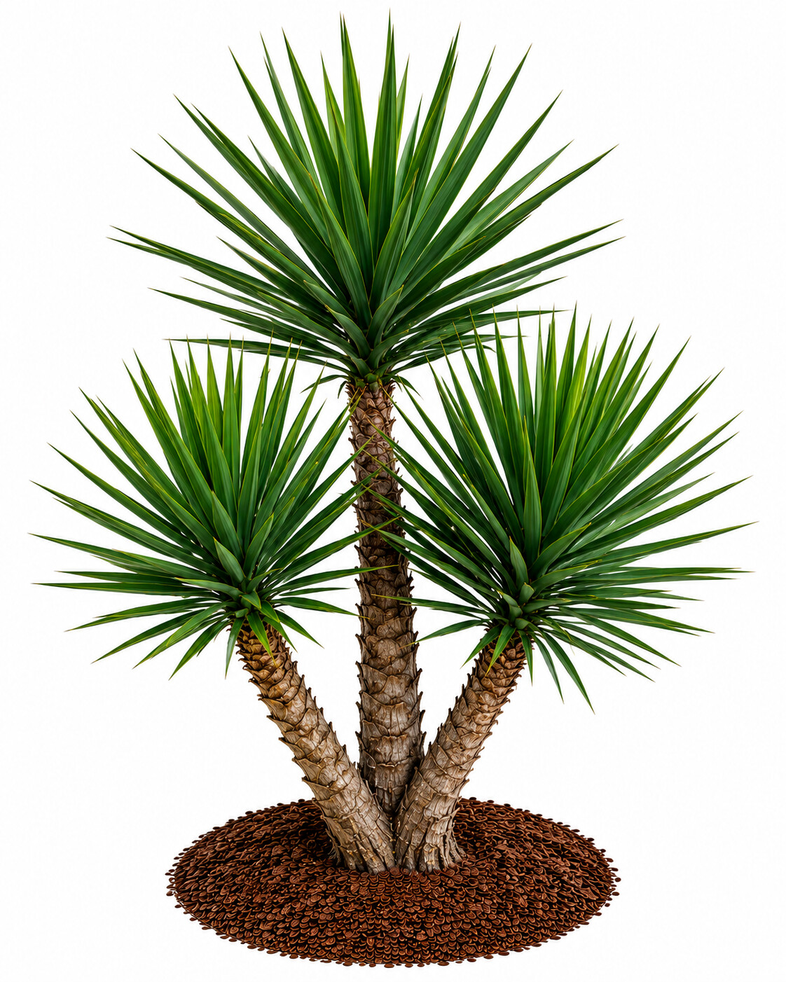 Yucca - Yuka